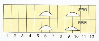 発生消長