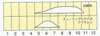 発生消長