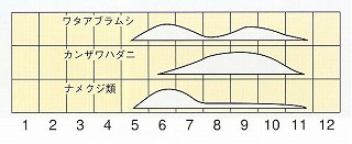 発生消長