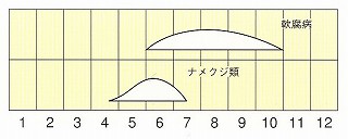 発生消長