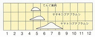 発生消長