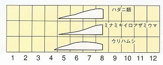 発生消長