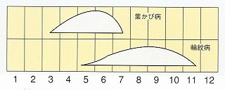 発生消長