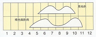 発生消長
