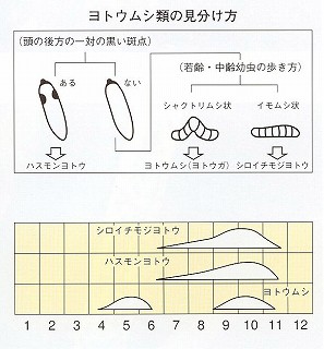 見分け方と発生消長