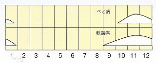 ハクサイ・べと病・軟腐病