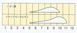 発生消長
