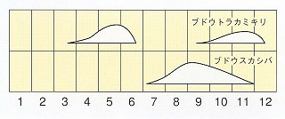 発生消長