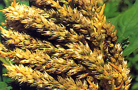 ホコリダニ類による花の変色