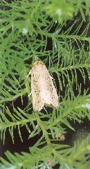 スジキリヨトウの成虫