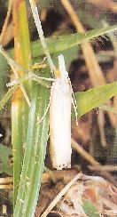 シバツトガの成虫