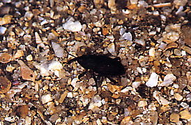 シハオサゾウムシの成虫