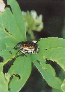 マメコガネの成虫