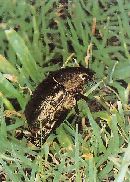 ドウガネブイブイの成虫