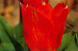 モザイク病による花の斑入り