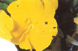 ヨトウムシによる花びらの被害