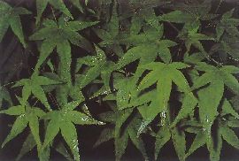 アブラムシ類の排泄物