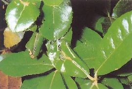 チャハマキにより綴り合わされた葉