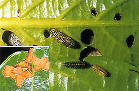 サンコジュハムシの成虫・幼虫
