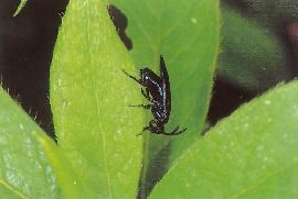 ルリチュウレンジの成虫