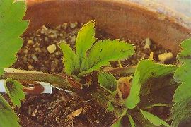 萎黄病による葉の奇形と黄化