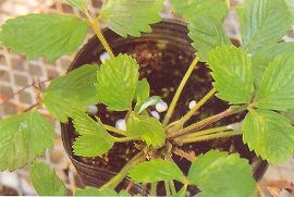 ウイルスによる野生種の症状