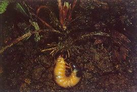 コガネムシ類の幼虫