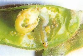 シロイチモジマダラメイガの幼虫