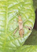 ホソヘリカメムシの成虫