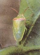 イチモンジカメムシの成虫