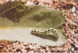 フタトガリコヤガの幼虫