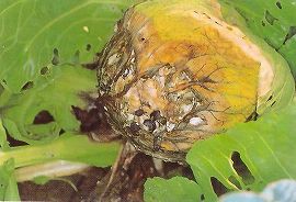 菌核病