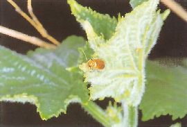 ウリハムシの成虫