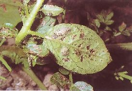 ニシュウヤホシテントウの幼虫