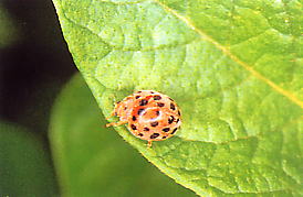 ニジュウヤホシテントウの成虫