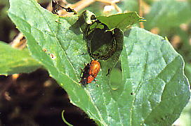 ウリハムシの成虫