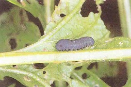 カブラハバチの幼虫