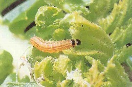 ハイマダラノメイガの幼虫
