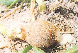 軟腐病によるりん茎の腐敗