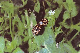 ナガメの成虫