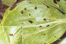 キスジノミハムシの成虫とその被害