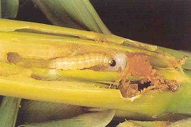 アワノメイガの幼虫と虫糞