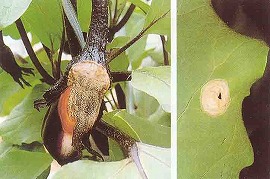 灰色かび病(果実・葉の症状)