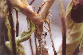 菌核病(茎上の菌核)