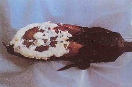 菌核病(果実の腐敗とカビ)