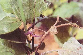 チャノホコリダニによる新芽の被害