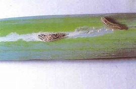ネギコガの蛹と幼虫