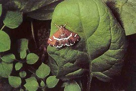 シロオビノメイガの成虫