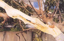 幹に潜入しているクワカミキリの幼虫