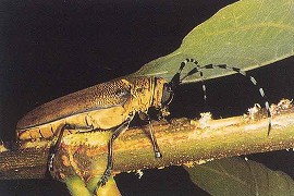 クワカミキリの成虫